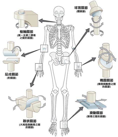 屈戌關節|屈戌關節:概述,局部解剖,